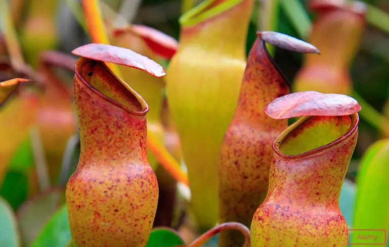 Largest genus of pitcher plants