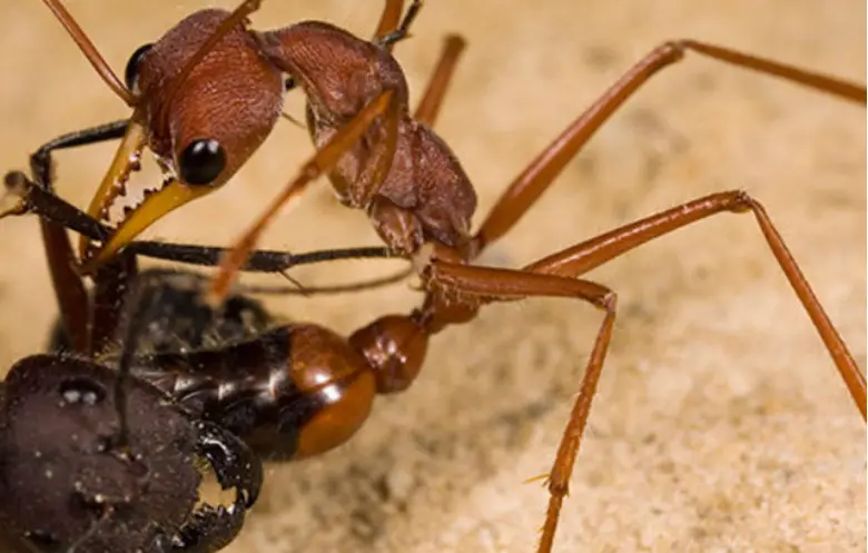 Most dangerous ant