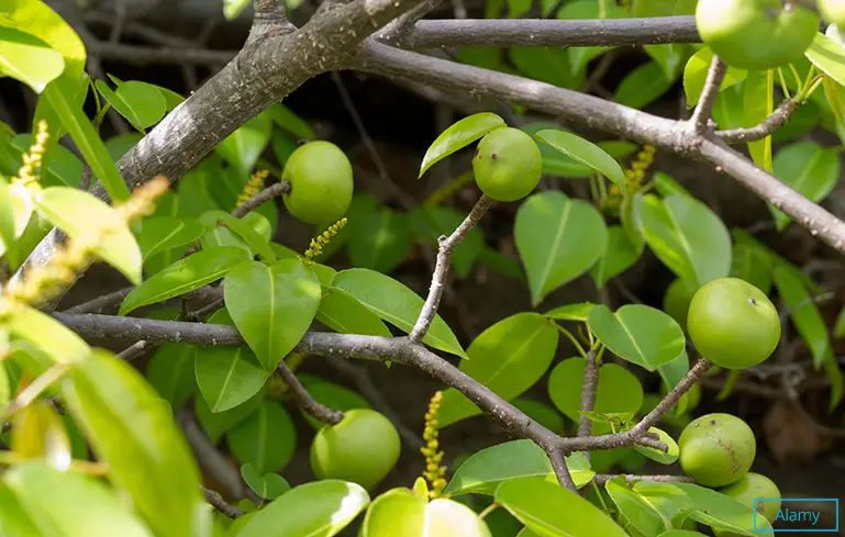 Most dangerous tree 